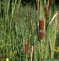 Typha Latifolia